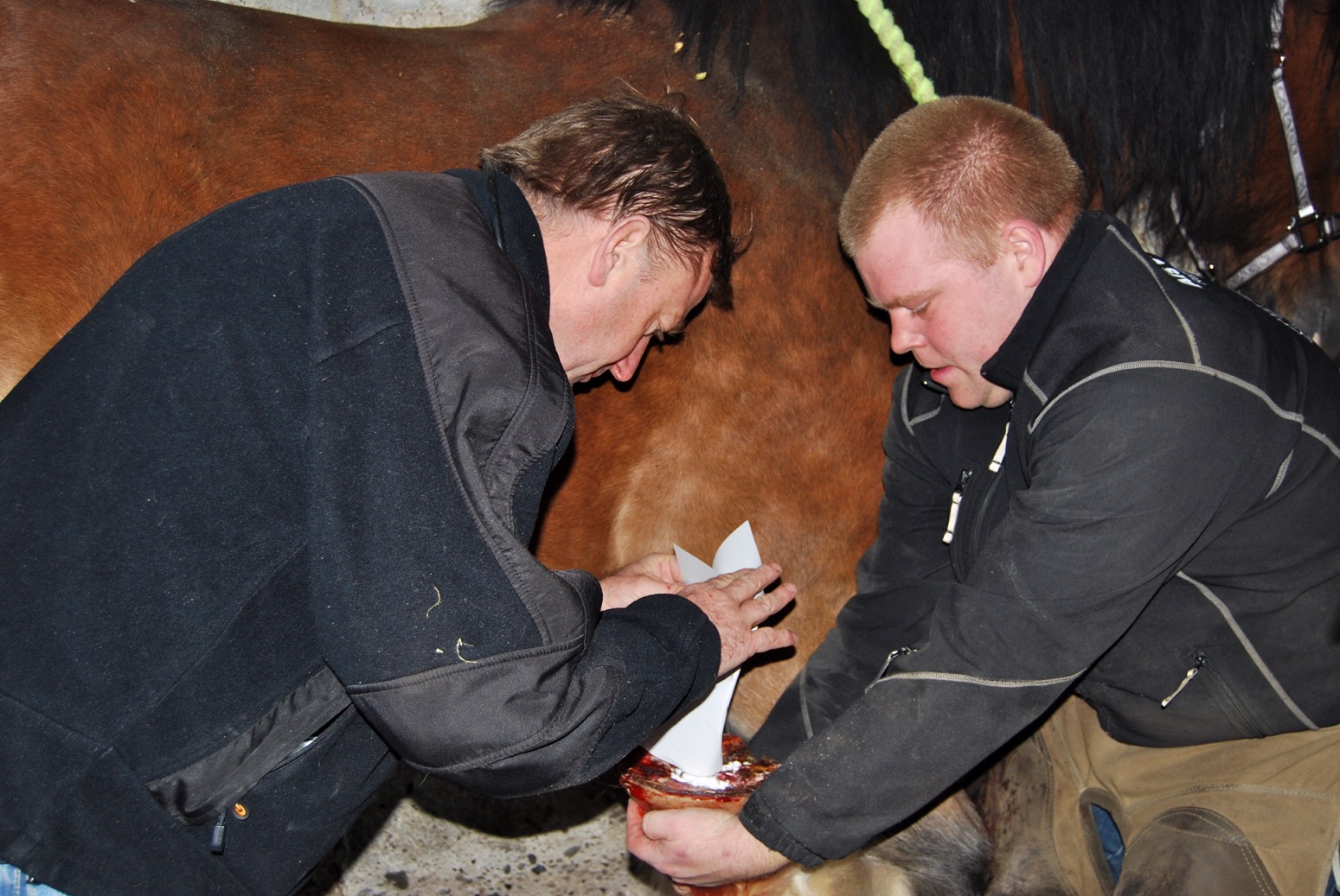 billedet forestiller samarbejde mellem dyrlæge og smed